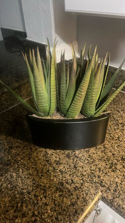 Plant