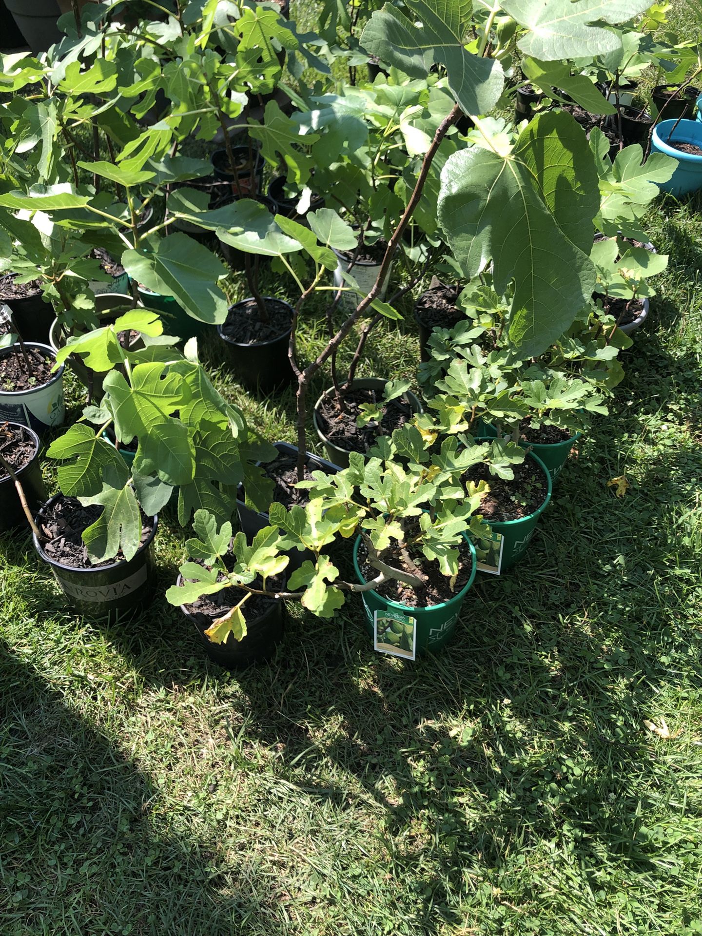 Multiple Verity Available Fig Trees