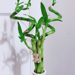 🎋Lucky Bamboo Plants🎋Ceramic Pot - 23” Tall
