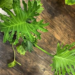 Philodendron Plant