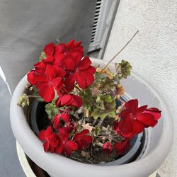 Gorgeous flowers are blooming now in a nice pot