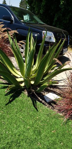 Octopus Agave offspring pups bulbis