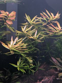 Aquascape aquarium plants
