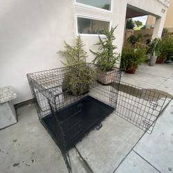 Large Dog Cage