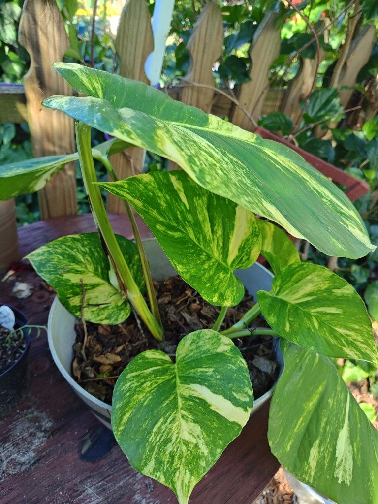 Giant Pothos Plant
