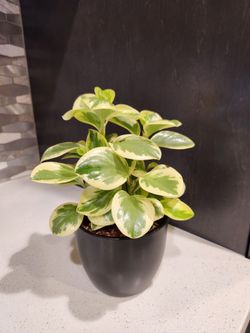 Variegated Peperomia Plant in Black Pot