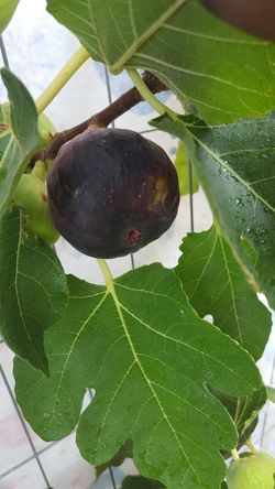 Brown Turkey rooted plant