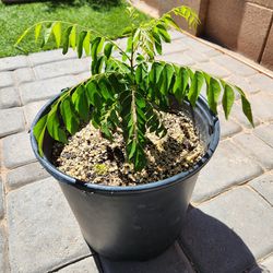 Curry Leaf Plant 