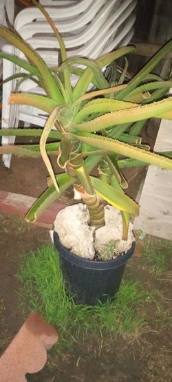 Aloe Hercules