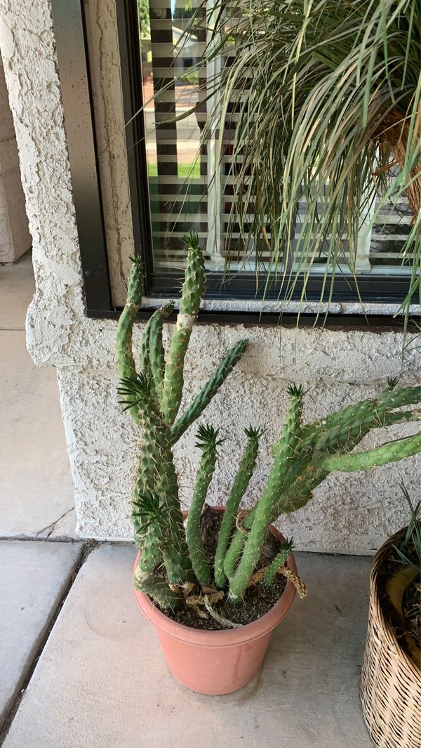 Plant for Sale in Las Vegas, NV - OfferUp