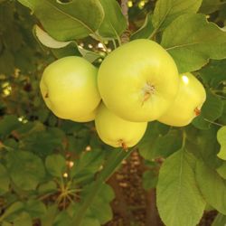 FRESH ORGANIC GREEN APPLE FROM MY FARM 