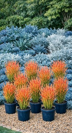 10 of 16-24” Beautiful Red Fire Stick Plant In A Pot, Pencil Plant Succulent $15 each, 10 for $100