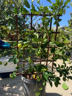 Lemon tree