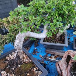 Bonsai - End Of Summer Sale