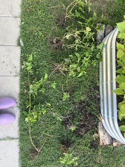 Thornless boysenberry bush plant