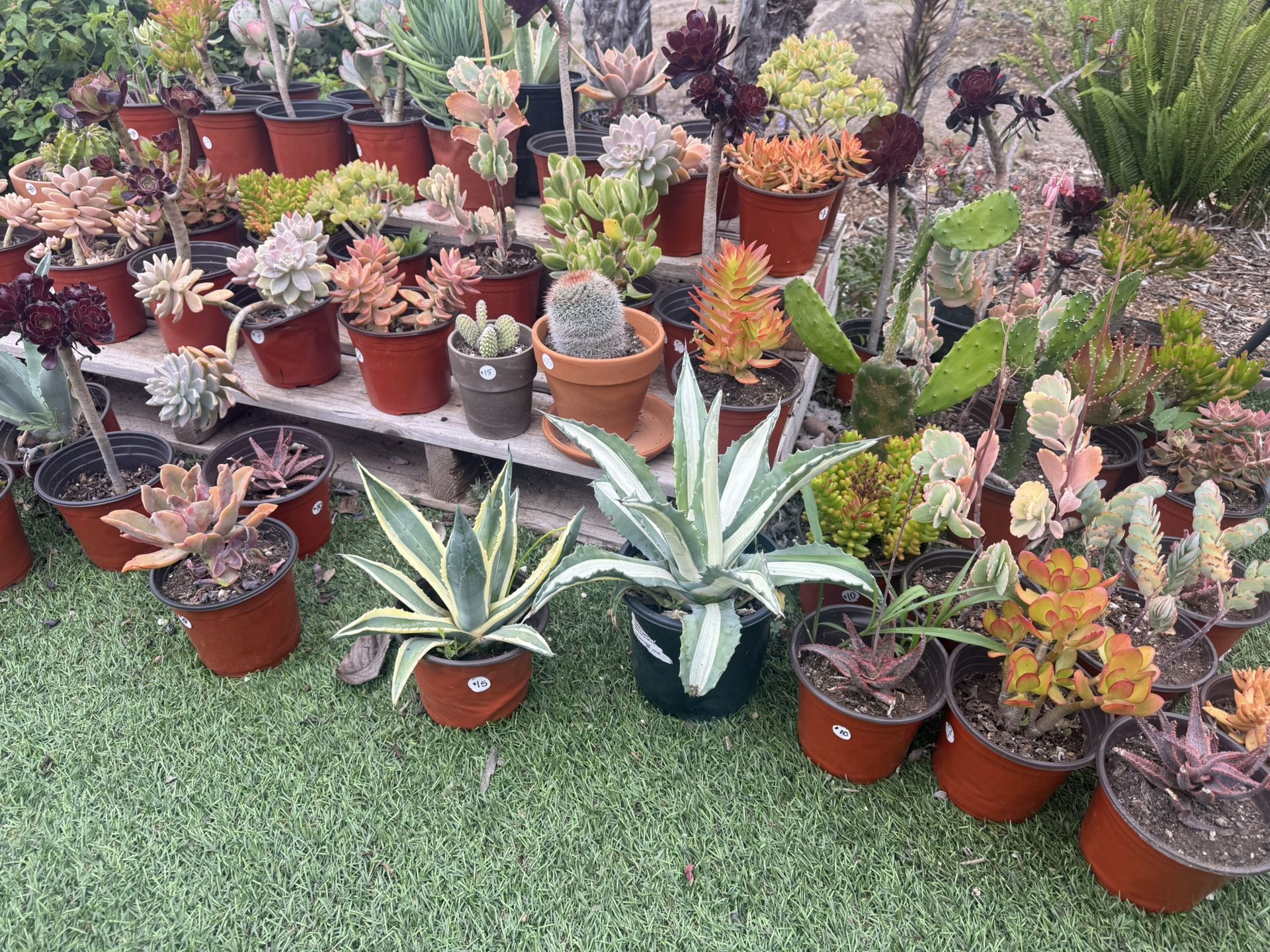 Variety Of Succulents Plants