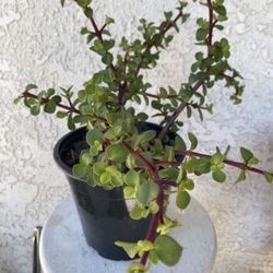 1.5 Gallon Pot Succulent Plant - Portulacaria Afra - Elephant Bush Sculptural - Drought Resistant - Rooted & Established - Great for Landscaping 🪴