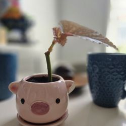 Angel Wing Begonia (Starter Plant) 🪴