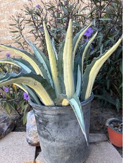 Americana agave plant