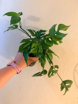 Rhaphidophora Tetrasperma Mini Monstera 🪴 cuttings