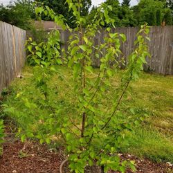 Landscape  Conifer Trees