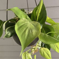 Philodendron Heart Vine | Three Plants | One Pot | Brasil | Lemon Lime | Silver Stripe | 6” Hanging Basket