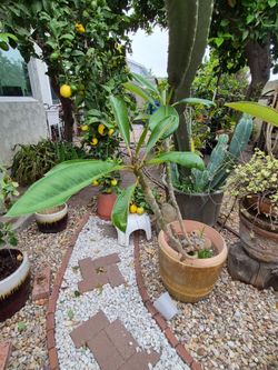 Artsy Plumeria Planter.  5 -7  gallon
