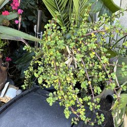 5 Gal Elephant bush, Portulacaria afra, Jade plant -