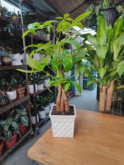 Money Tree