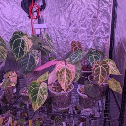 Anthurium Addiction Is REAL