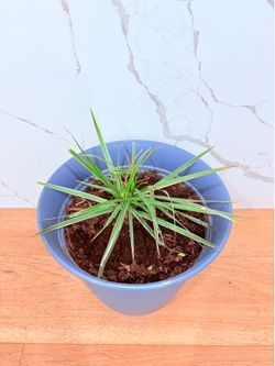 Dracaena Marginata tricolor Juvenil