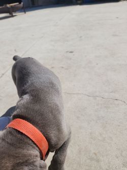 Dog collar Cain