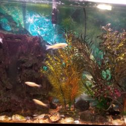 40 Gallon Fish Tank