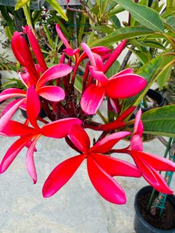Plumeria (Thai Firecracker)
