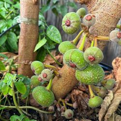 Elephant Fig Fruit Tree