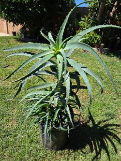Aloe Vera Plant Medesinal