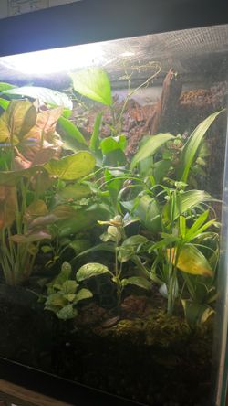 20 gallon bio active terrarium