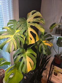 Monstera Yellow Marilyn