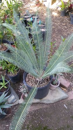 Dioon edule