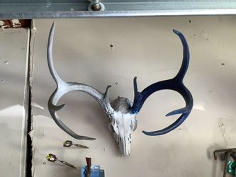 Deer Antlers