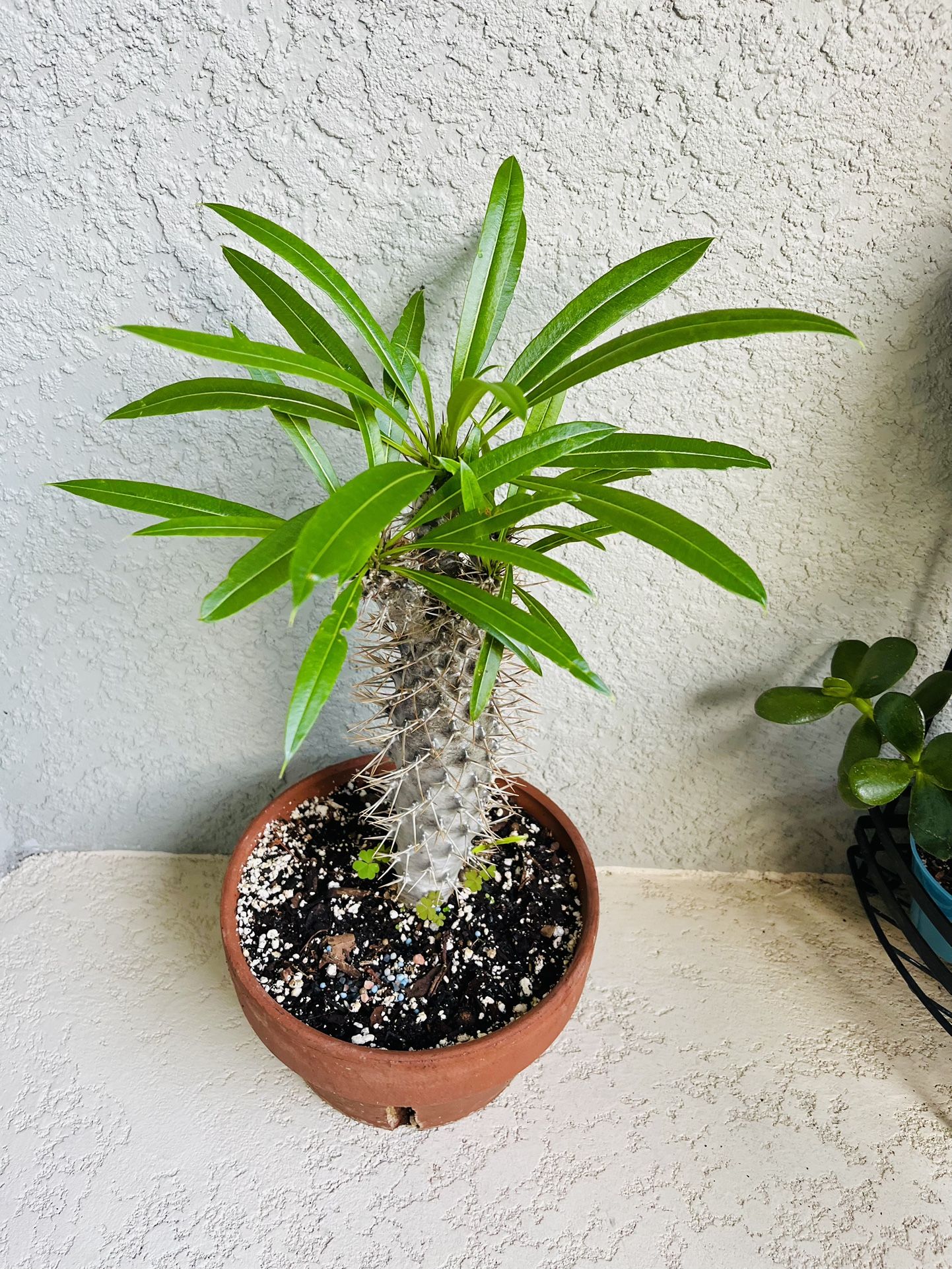 Madagascar Plant 