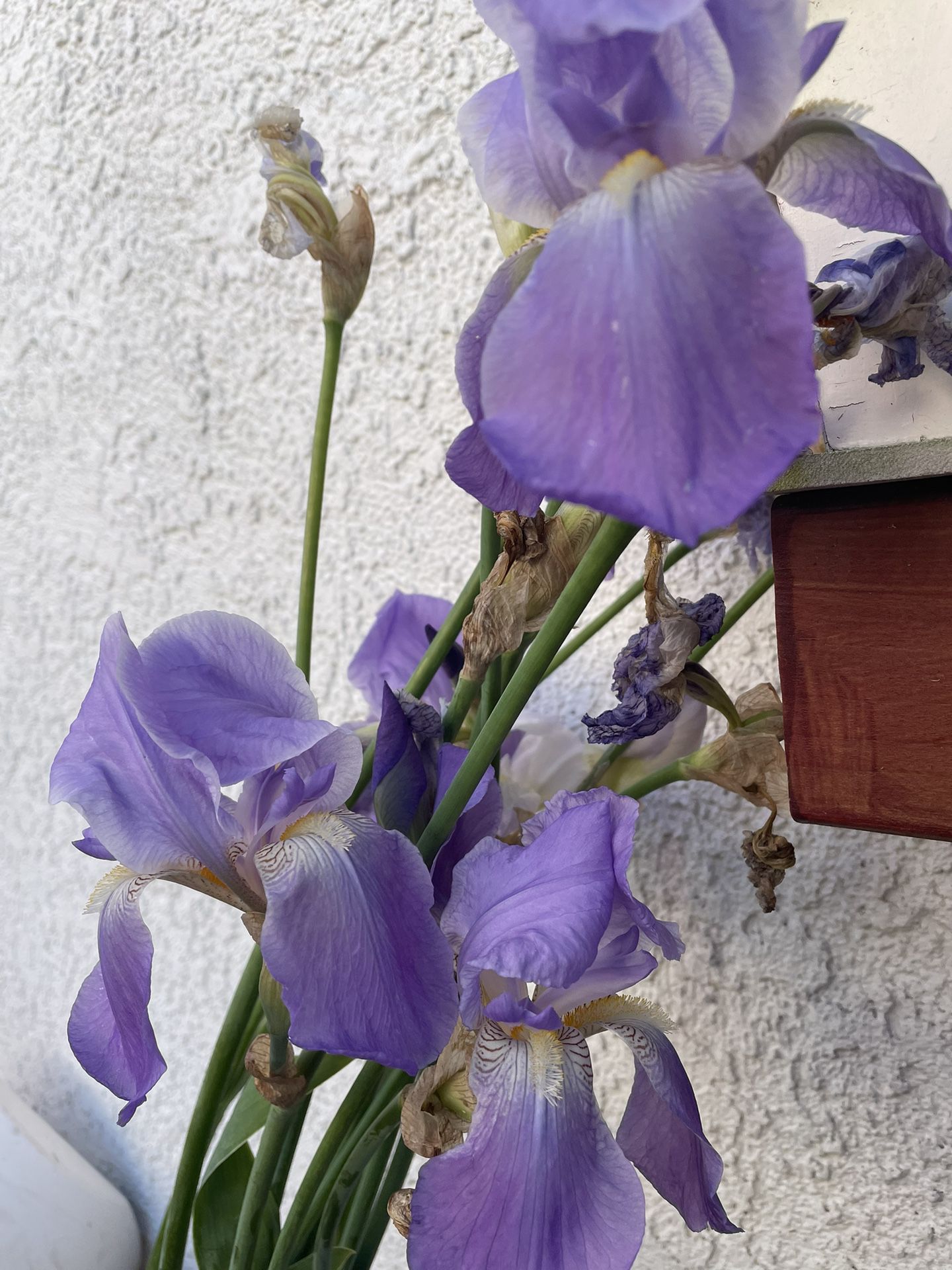Iris (Blue/Lavander)