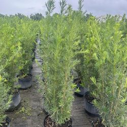 7 Gallon Podocarpus 4 Feet Tall ( ORLANDO)