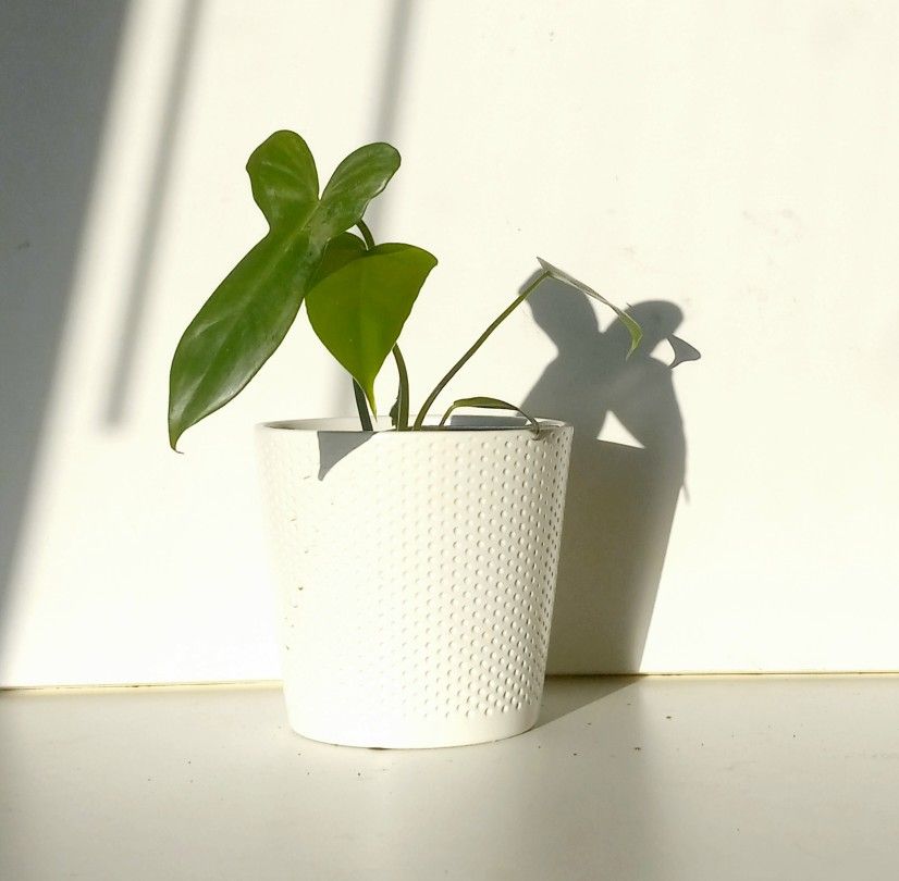 Rare Aroid Philodendron Golden Dragon Plant/ Indoor Plant/ House Plant Flower Patio Garden