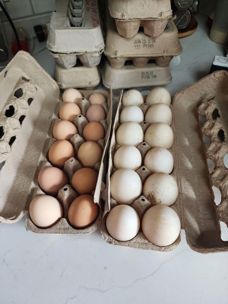 Farm Eggs