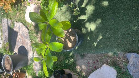 Avocado tree / plant