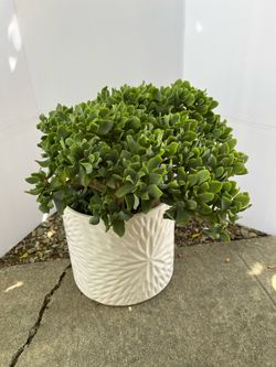 Ripple Jade, Curly Jade, or Wavy Jade