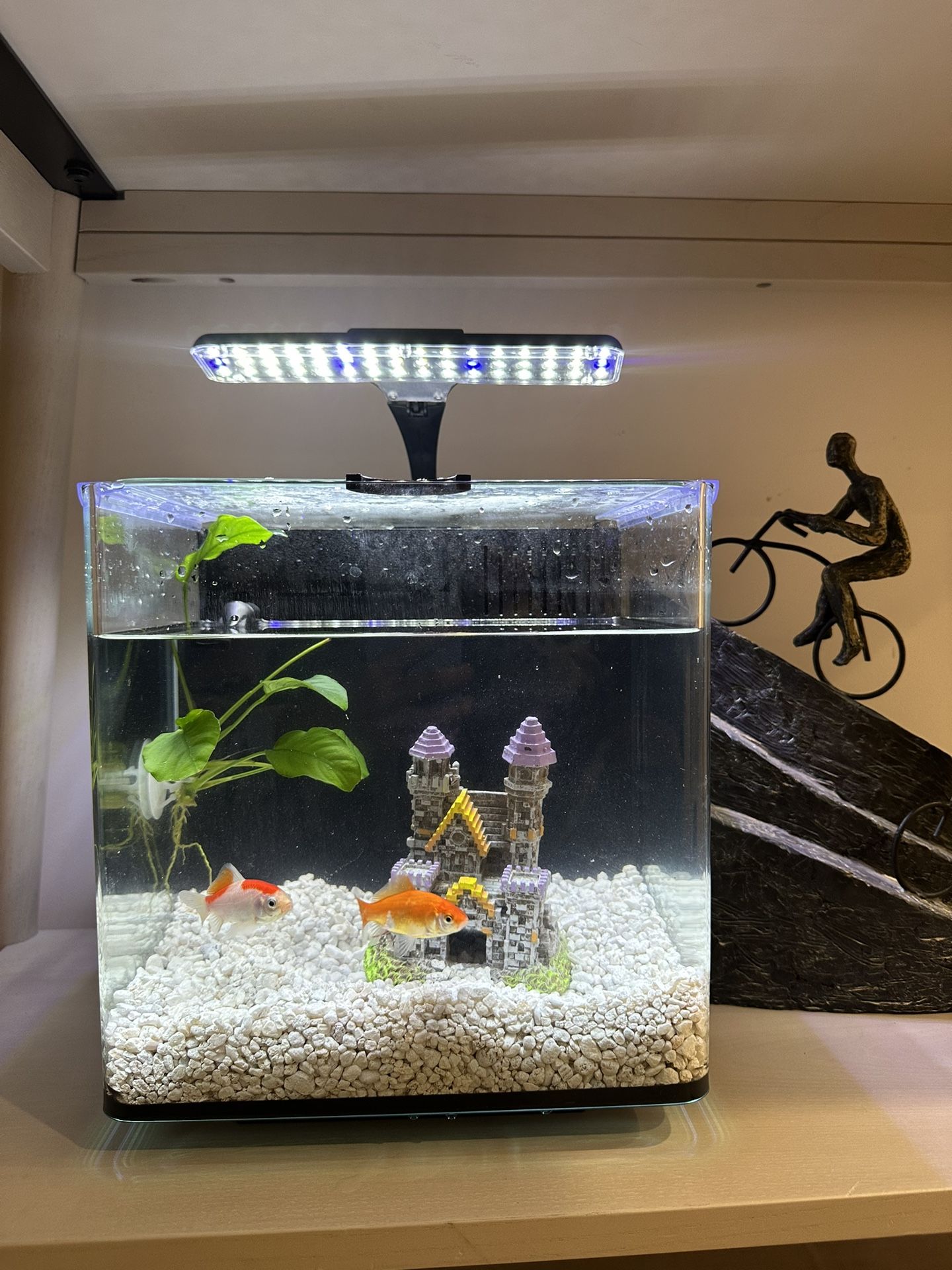 Water Tank With Two Fishes