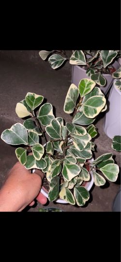 Specialty*** Ficus Heart leaf Triangularis, now$25each/reg.$35each; price firm; 95820