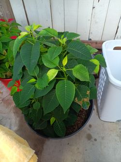 Yellow and green Poinsettia